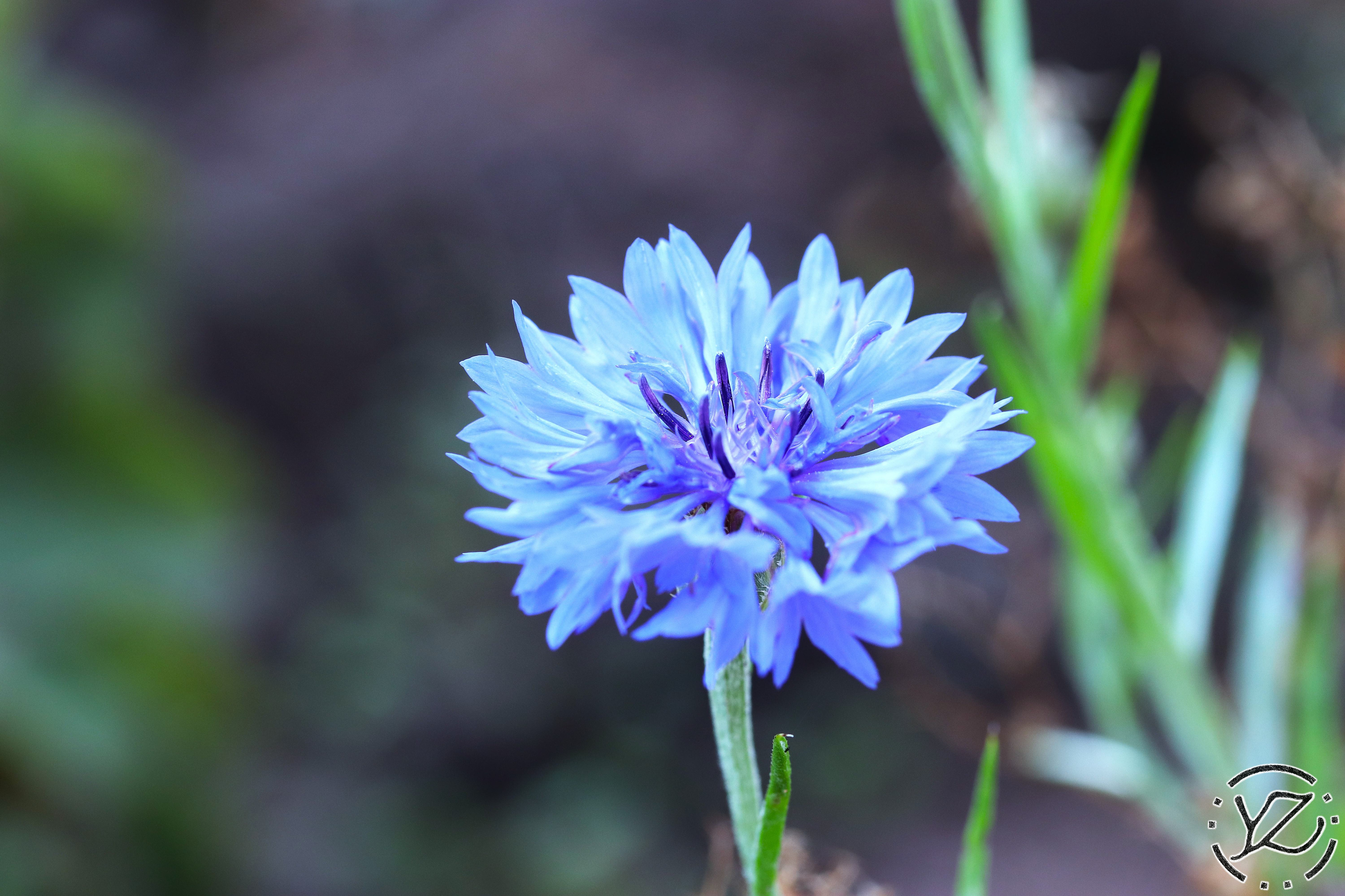 Royal Botanical Gardens I: Flower