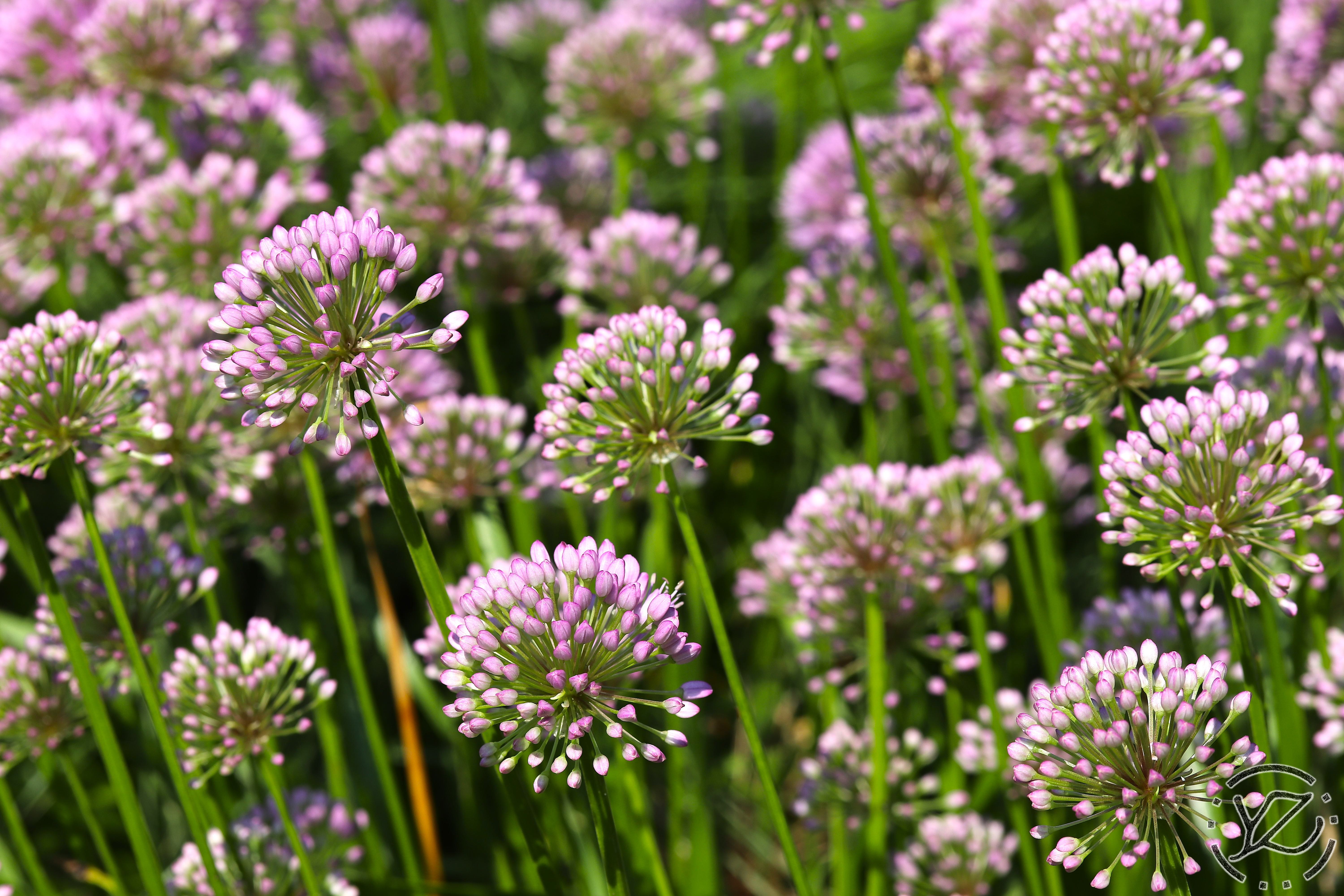 Royal Botanical Gardens III: Plants