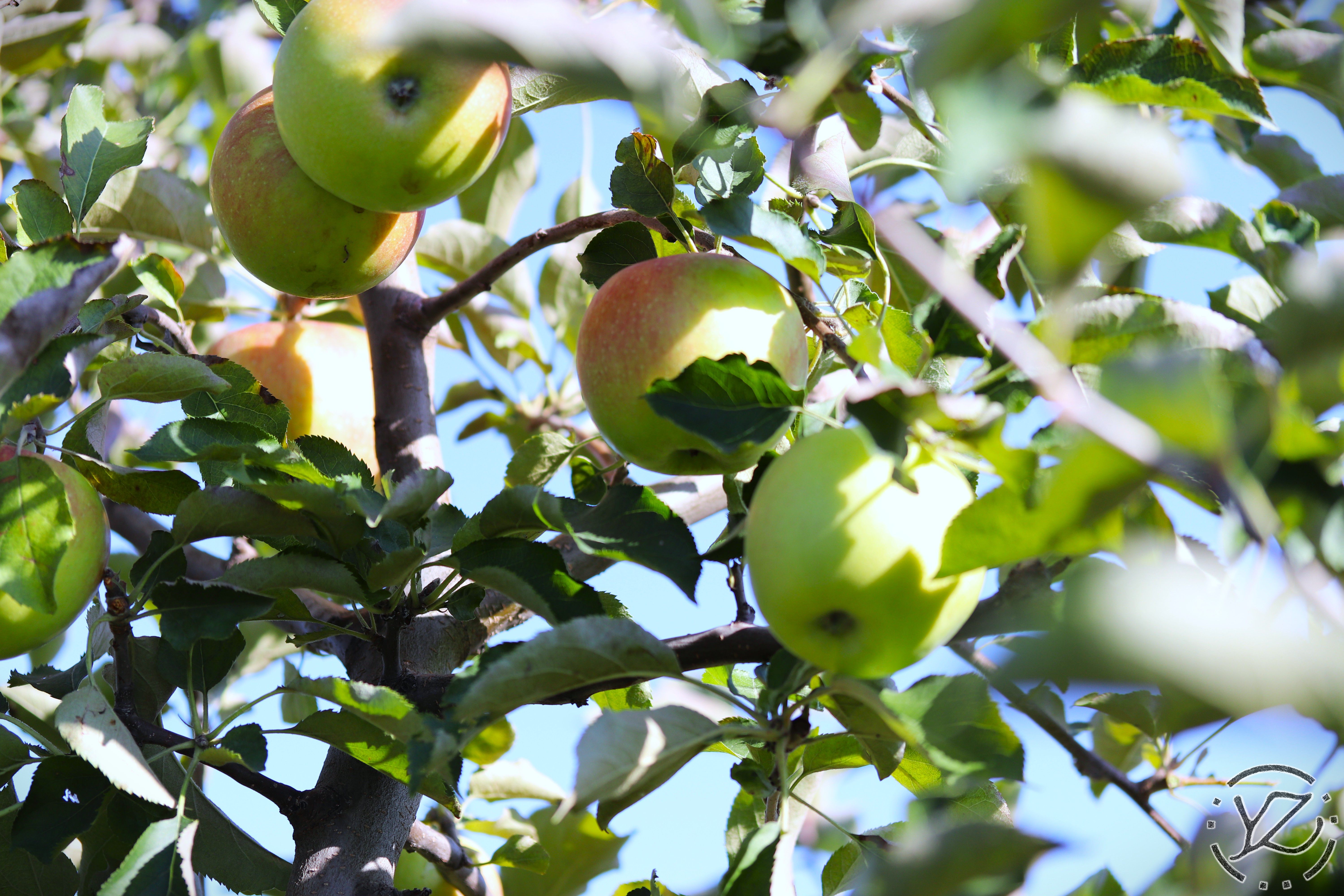 Carluke Orchards I: Apple
