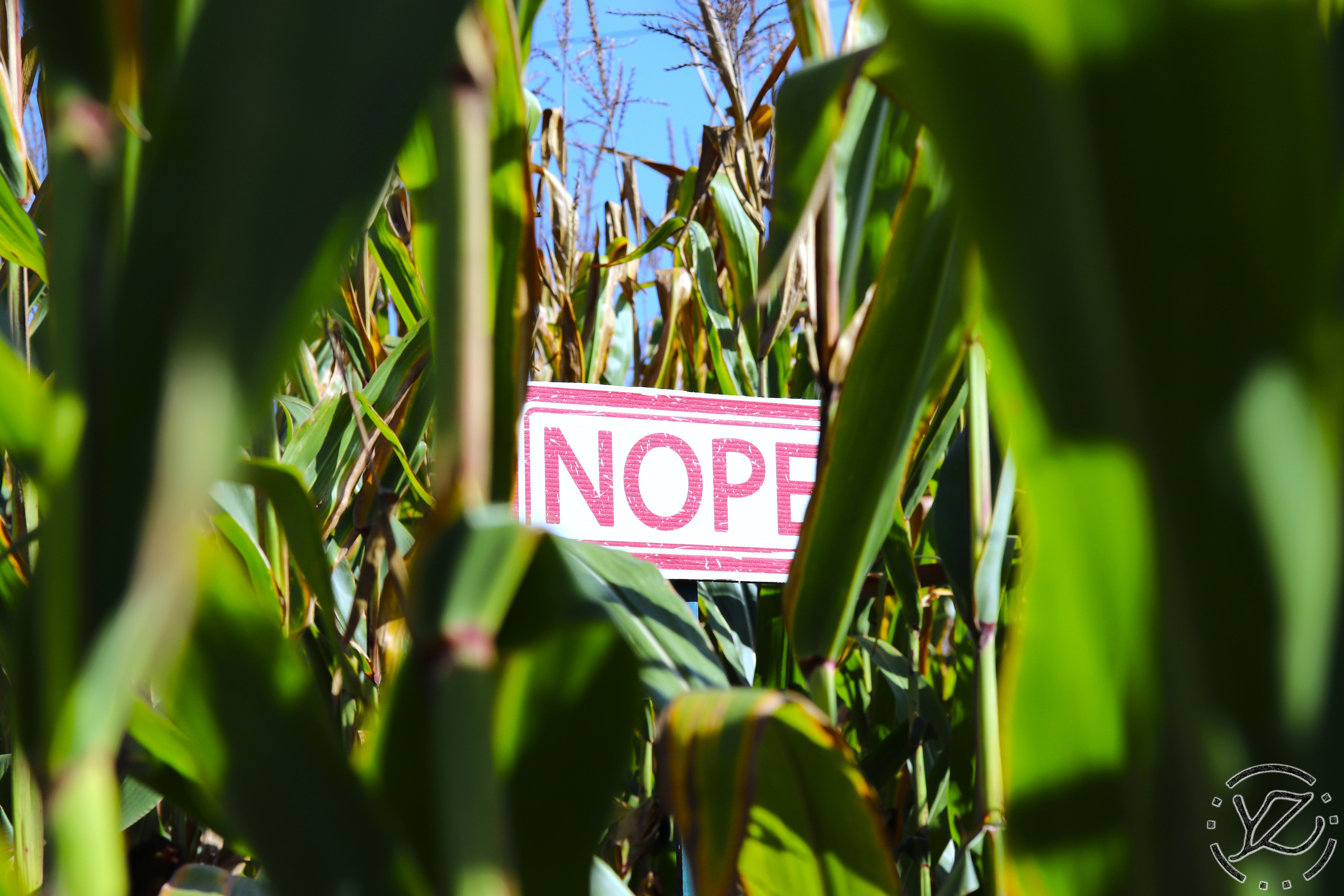 Carluke Orchards II: Corn Maze