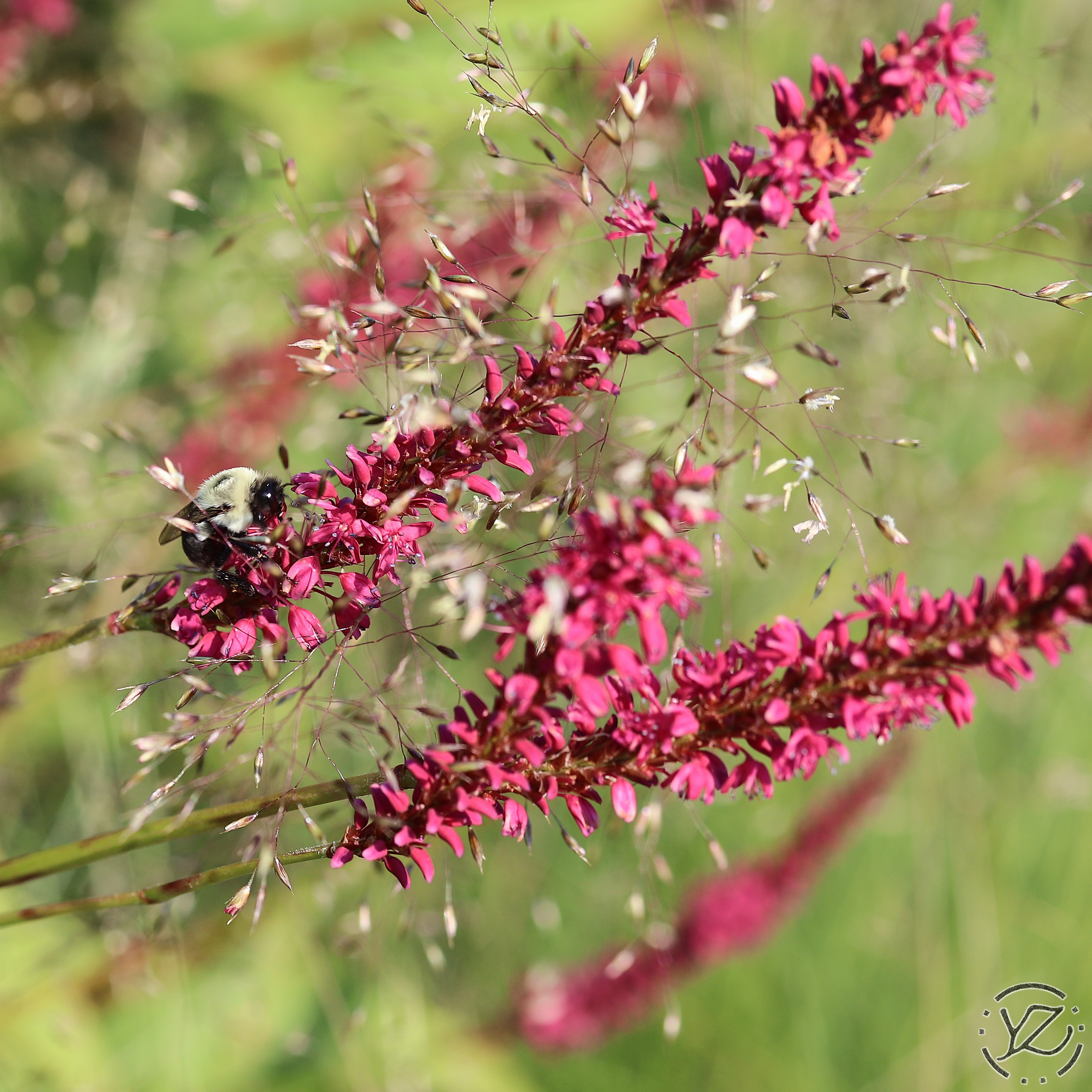 Royal Botanical Gardens II: Bee
