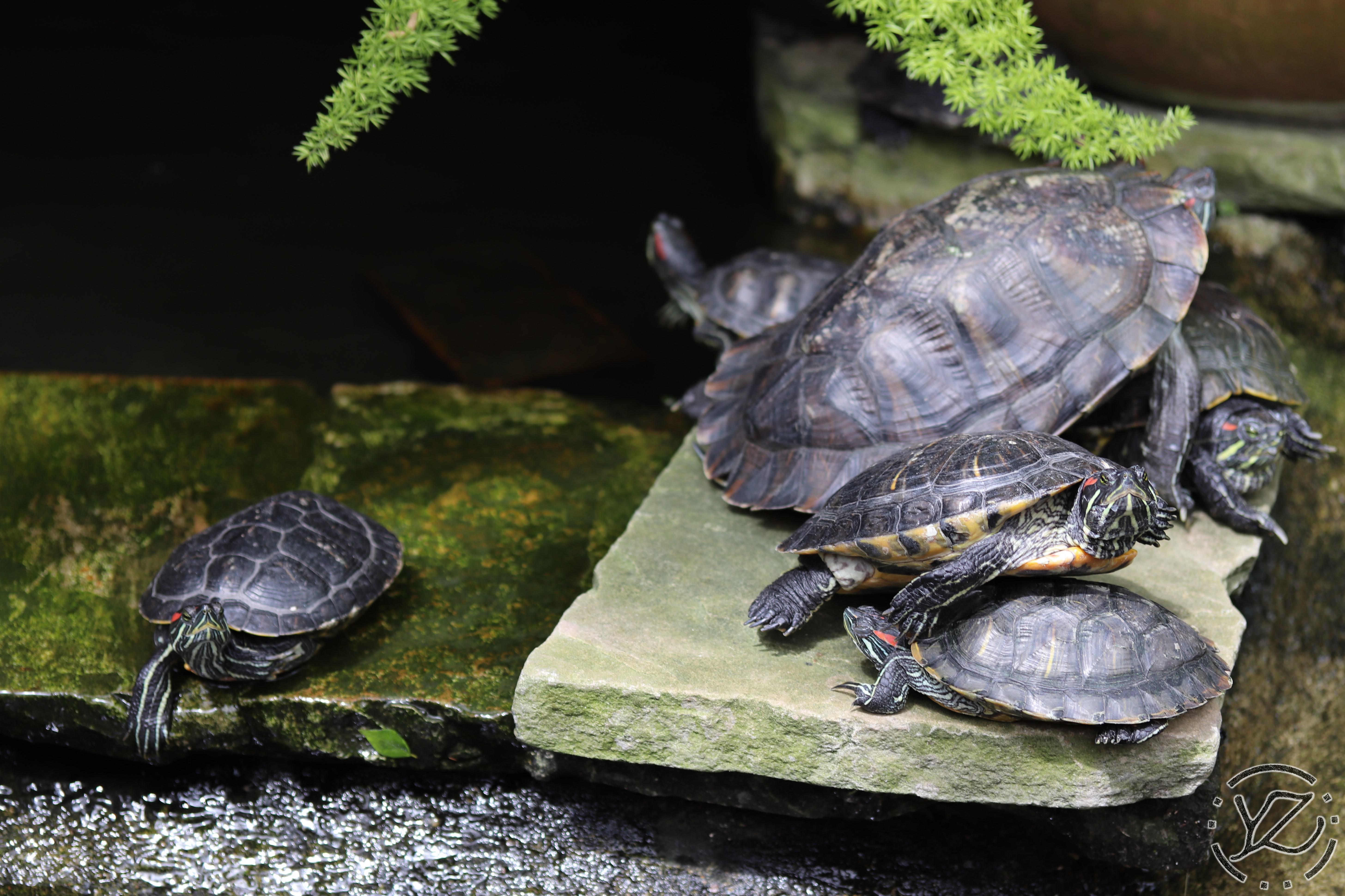 Allan Gardens Conservatory