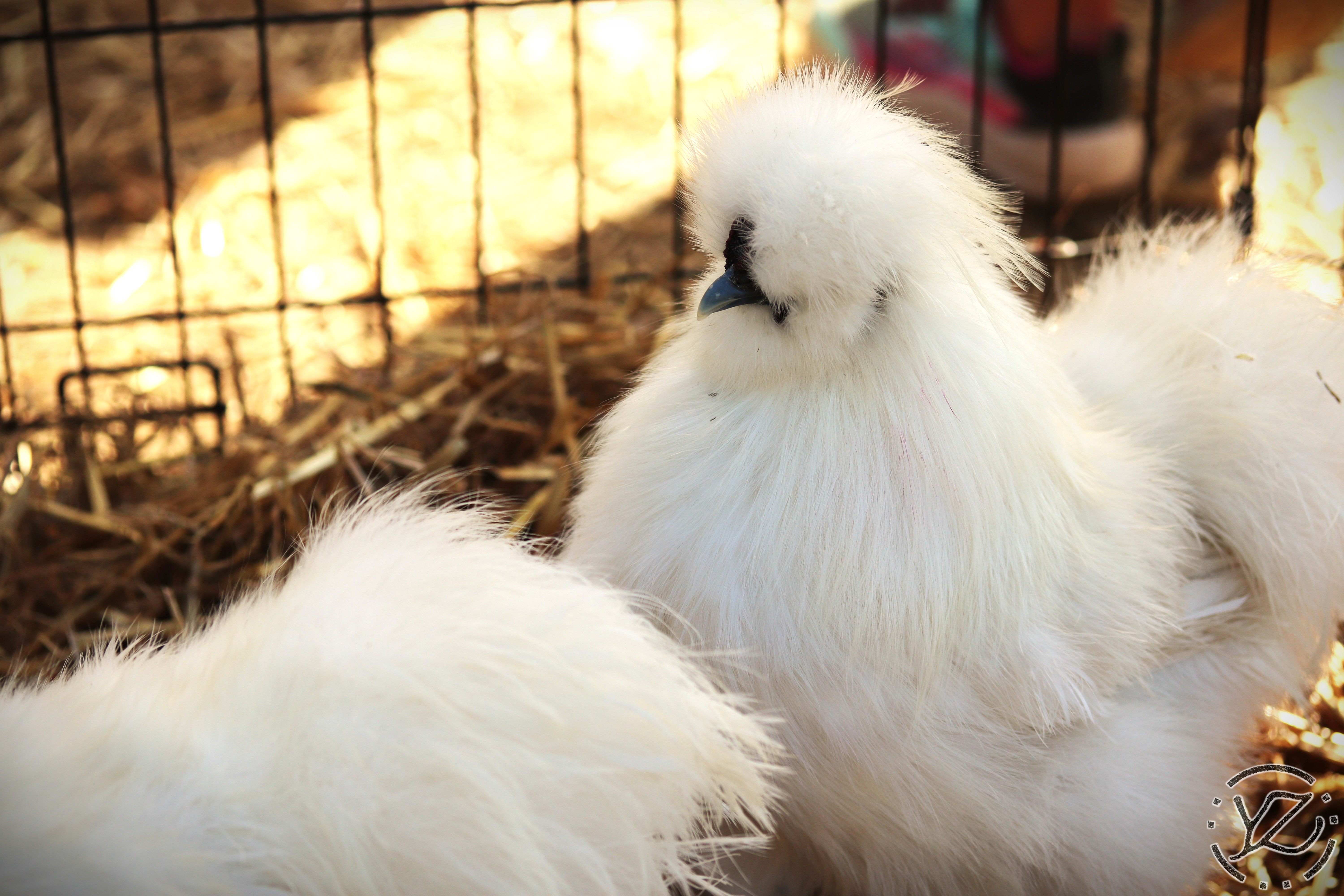Carluke Orchards III: Petting Zoo